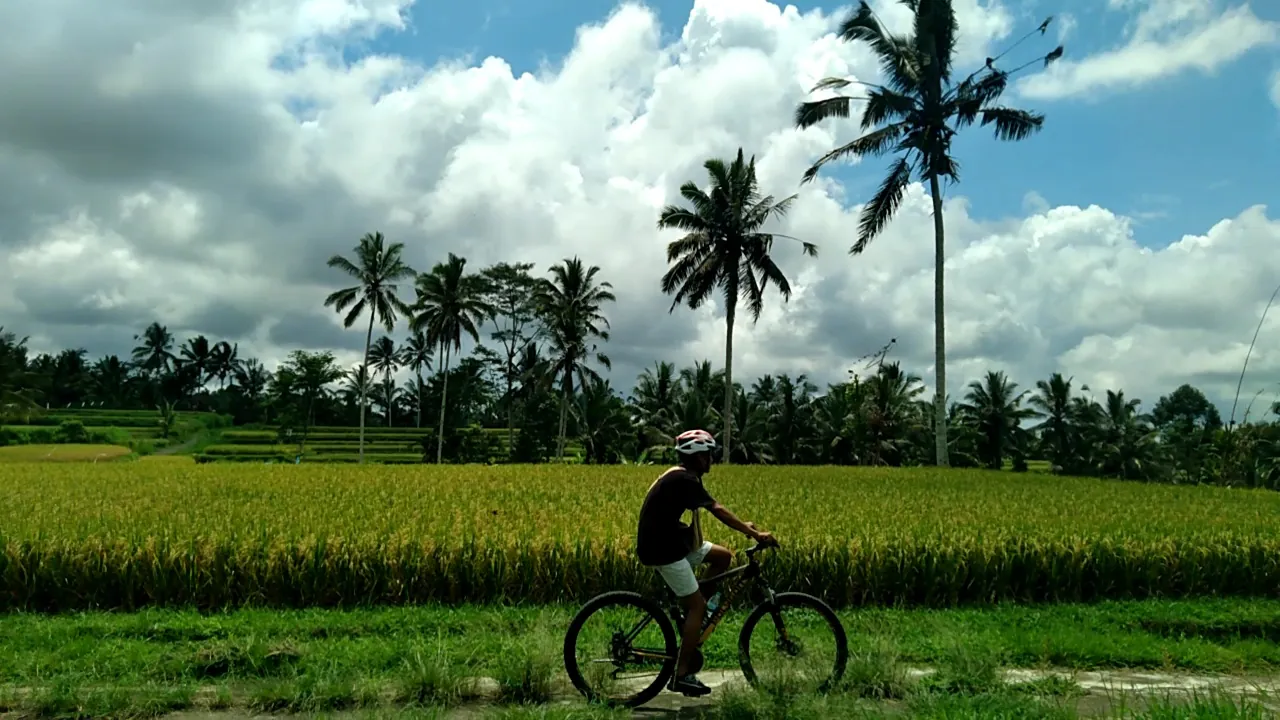 Cyclist riding past golden rice fields and coconut palms