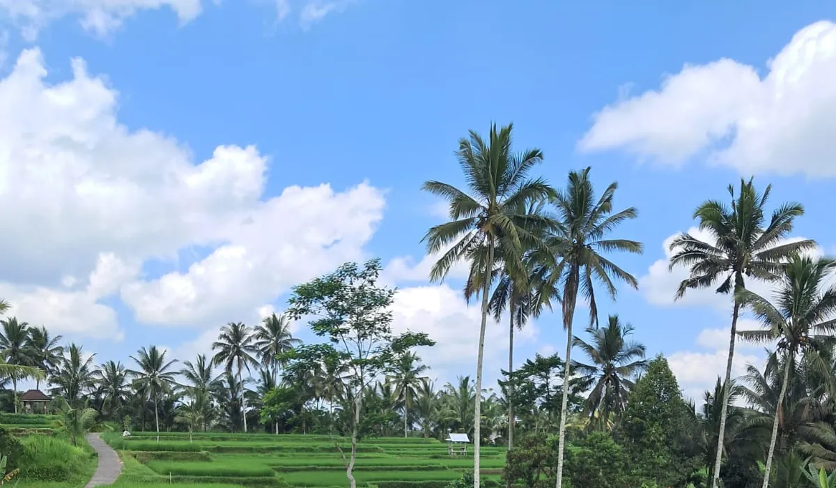 Rice terraces and tall coconut palms under a blue sky