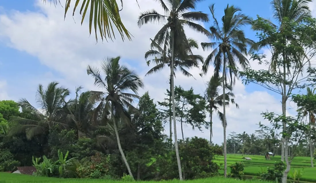 Green rice fields with palm trees in the Bali countryside
