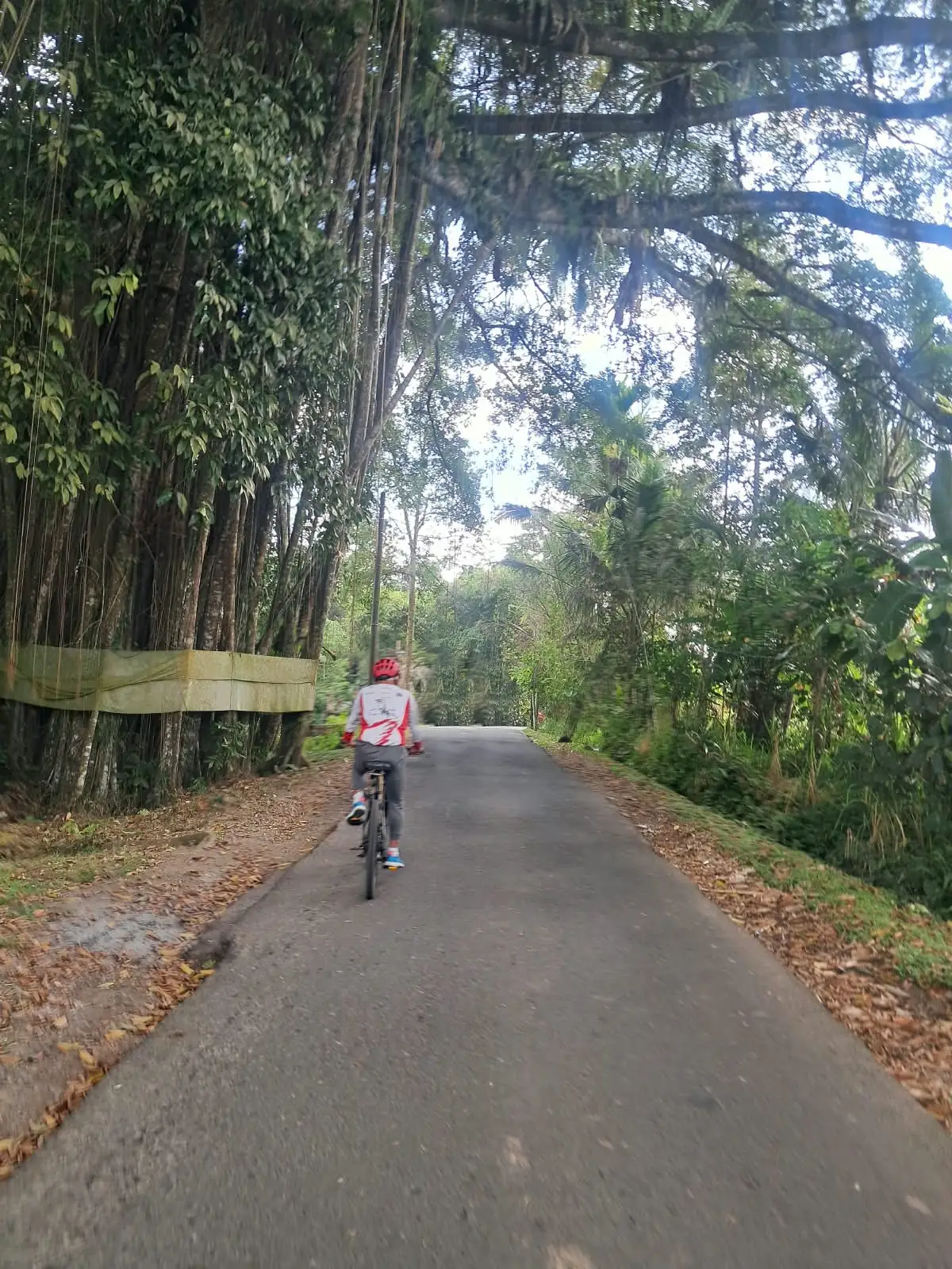 Cyclist on a quiet village road under big shady trees in Bali