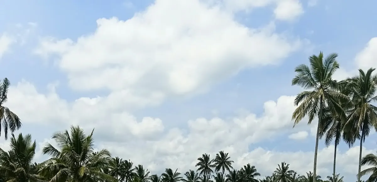 Coconut palms and green rice fields under a blue sky